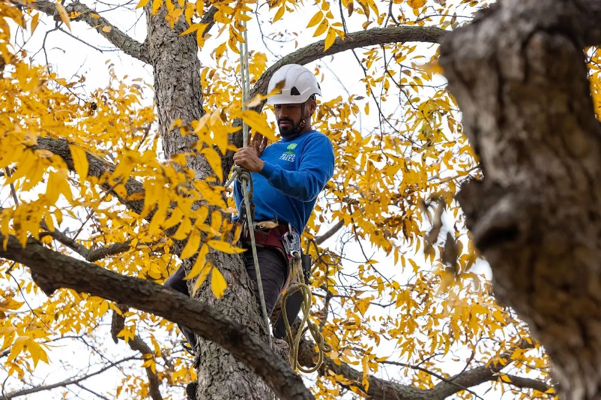 Skilled Storm Damage Cleanup crew working in Columbia